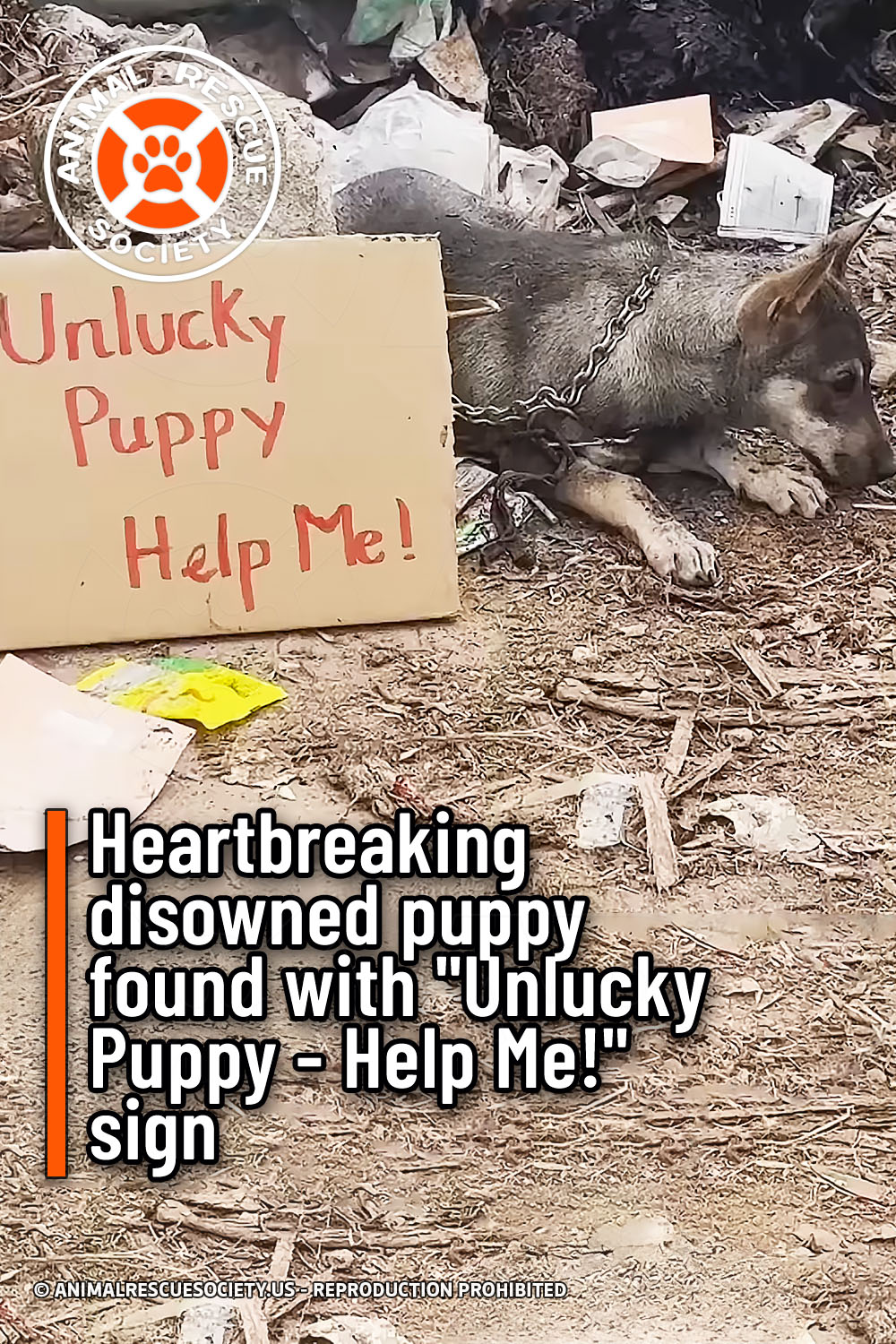 Heartbreaking disowned puppy found with \