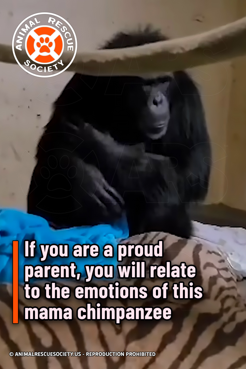If you are a proud parent, you will relate to the emotions of this mama chimpanzee