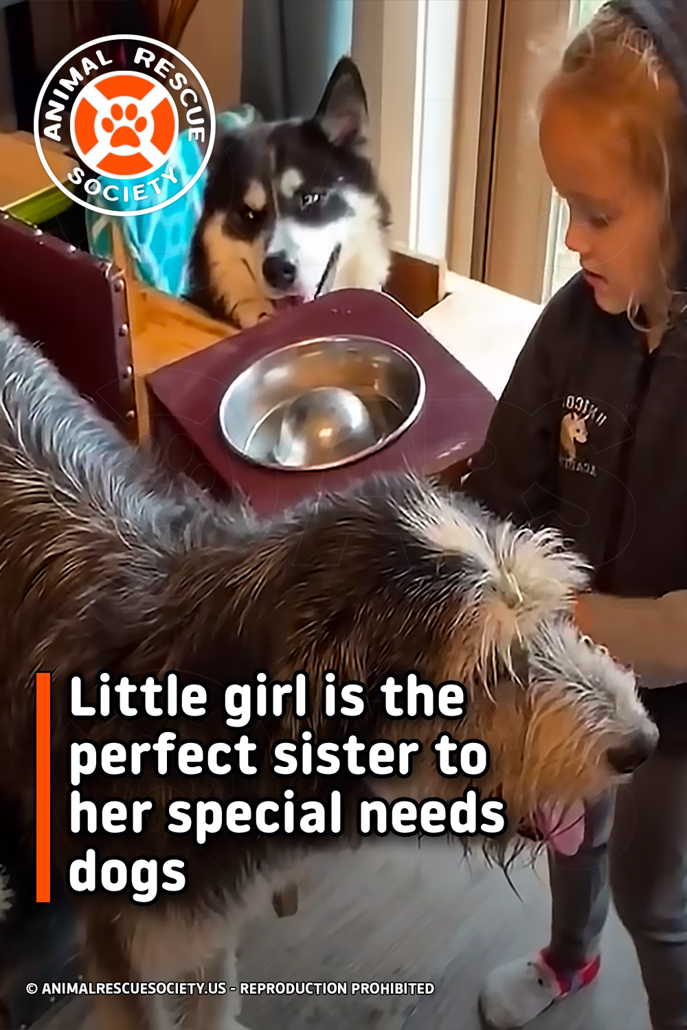 Little girl is the perfect sister to her special needs dogs