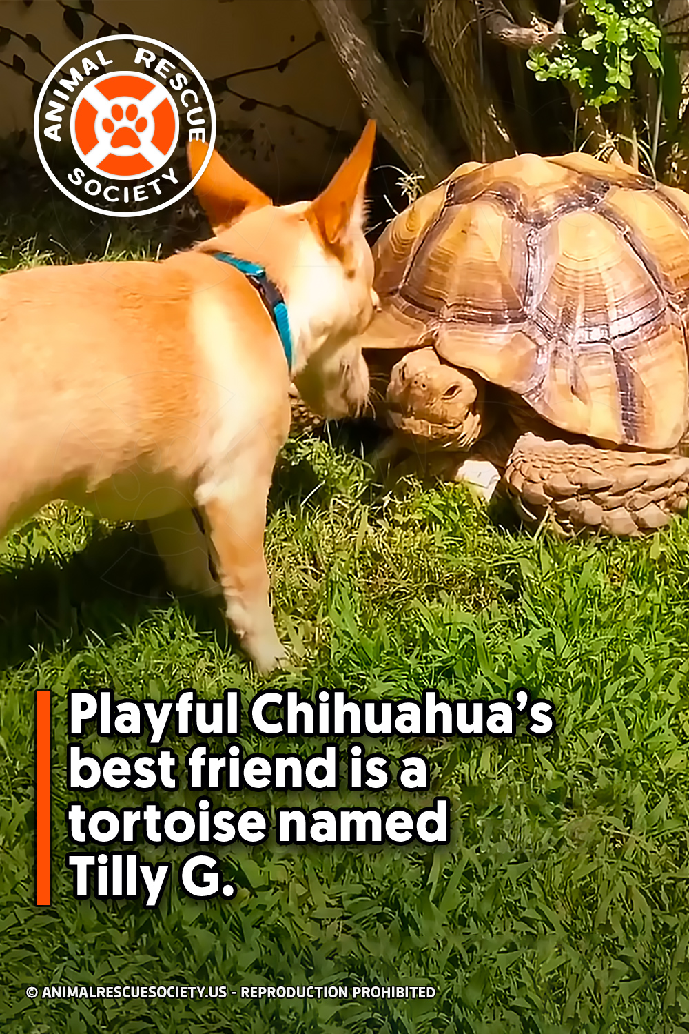 Playful Chihuahua’s best friend is a tortoise named Tilly G.