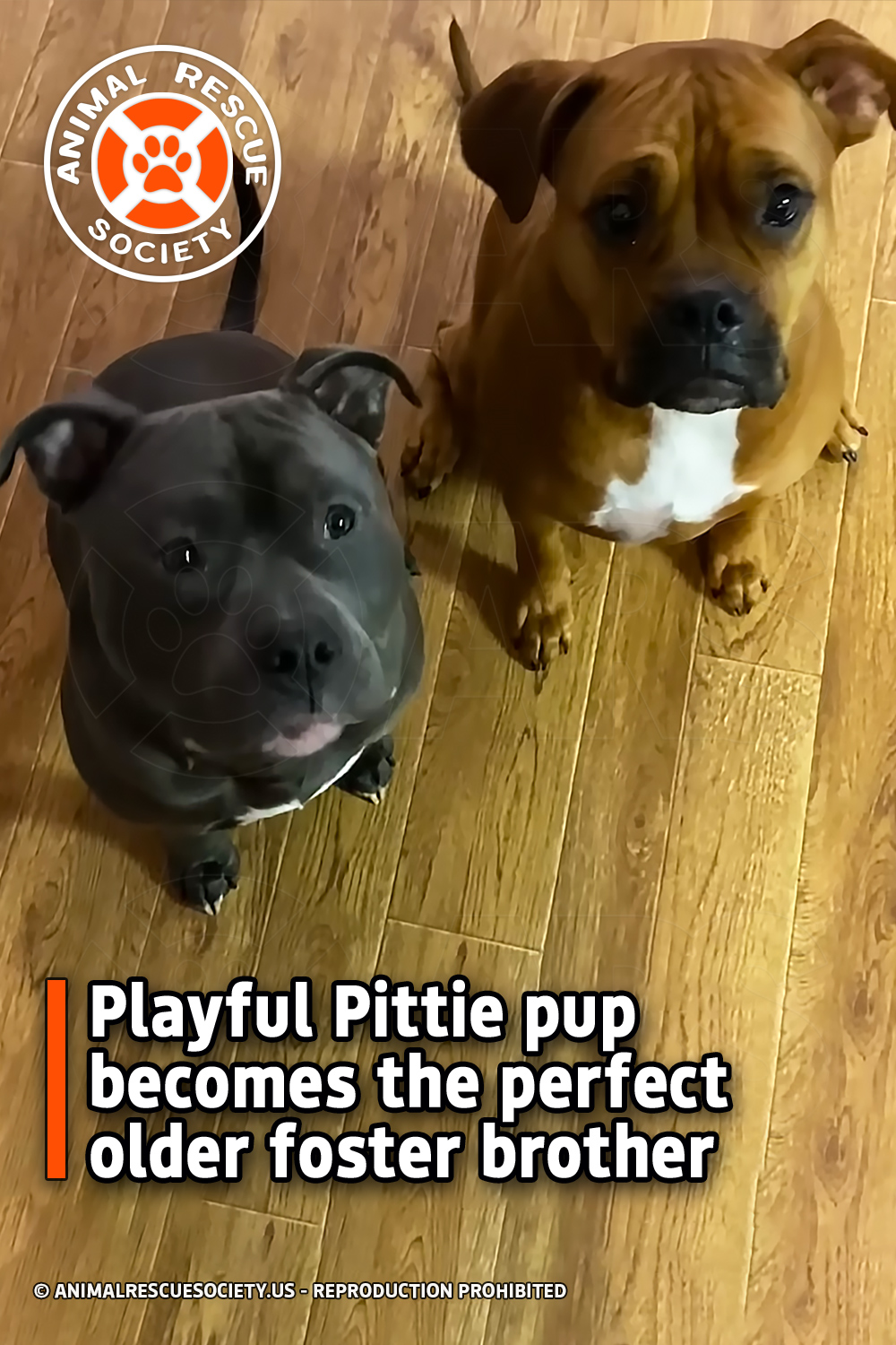 Playful Pittie pup becomes the perfect older foster brother