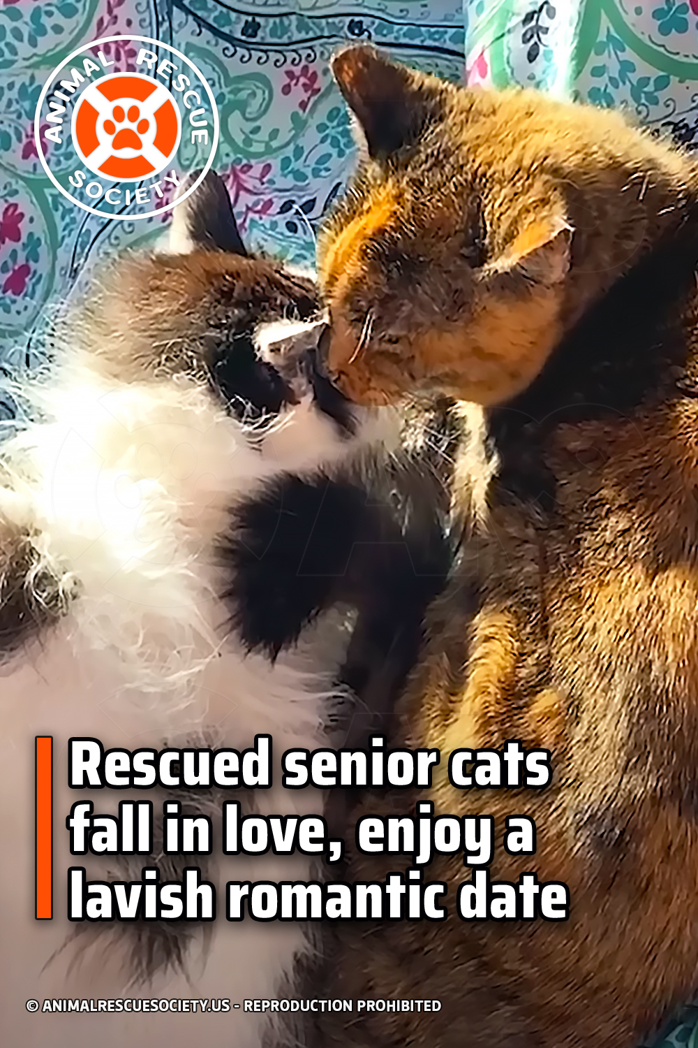 Rescued senior cats fall in love, enjoy a lavish romantic date