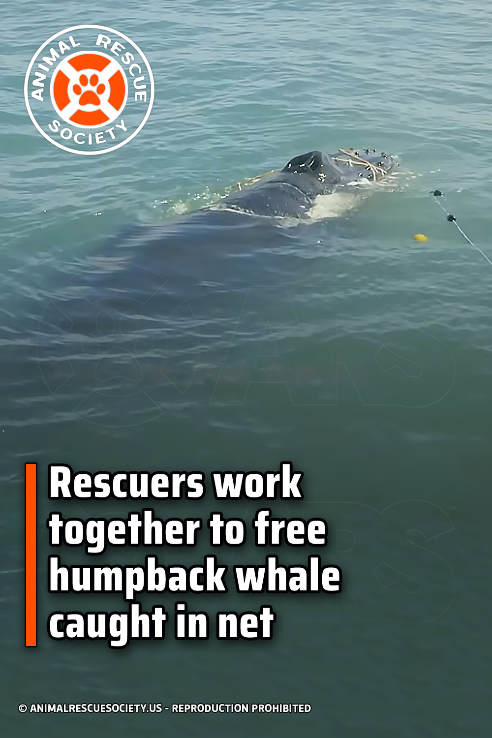 Rescuers work together to free humpback whale caught in net