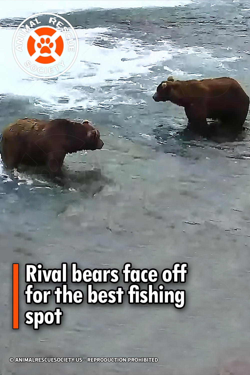 Rival bears face off for the best fishing spot