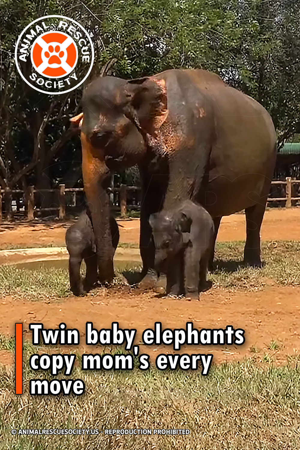 Twin baby elephants copy mom\'s every move
