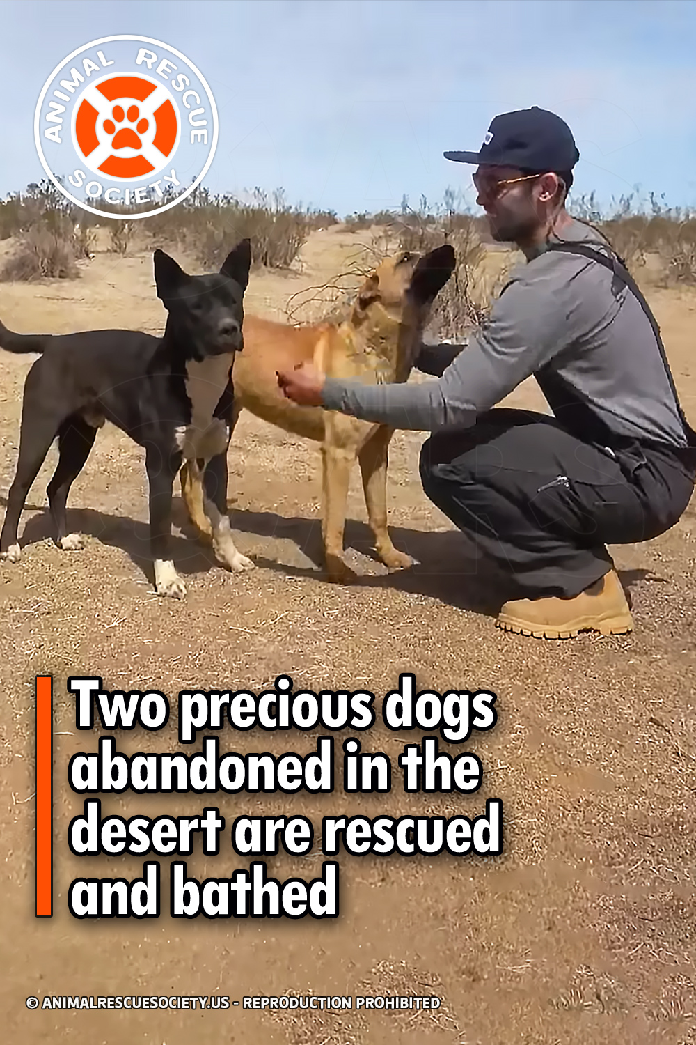 Two precious dogs abandoned in the desert are rescued and bathed