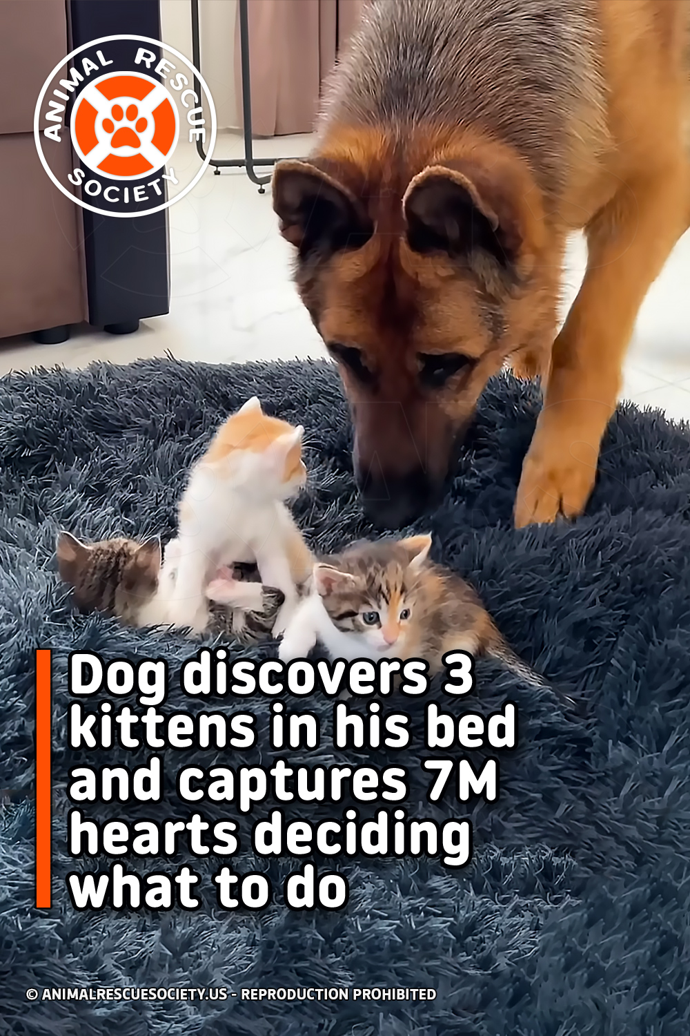 Dog discovers 3 kittens in his bed and captures 7M hearts deciding what to do
