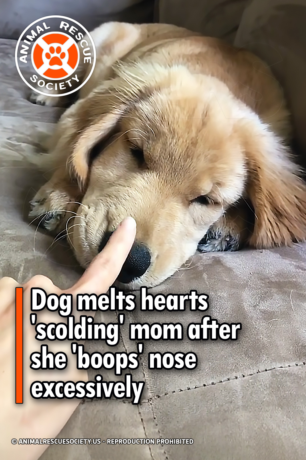 Dog melts hearts \'scolding\' mom after she \'boops\' nose excessively