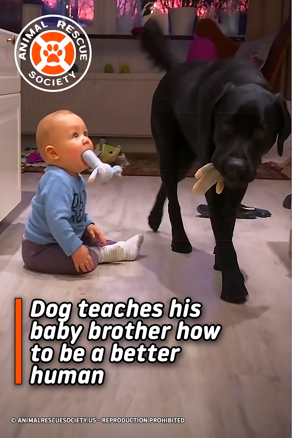 Dog teaches his baby brother how to be a better human