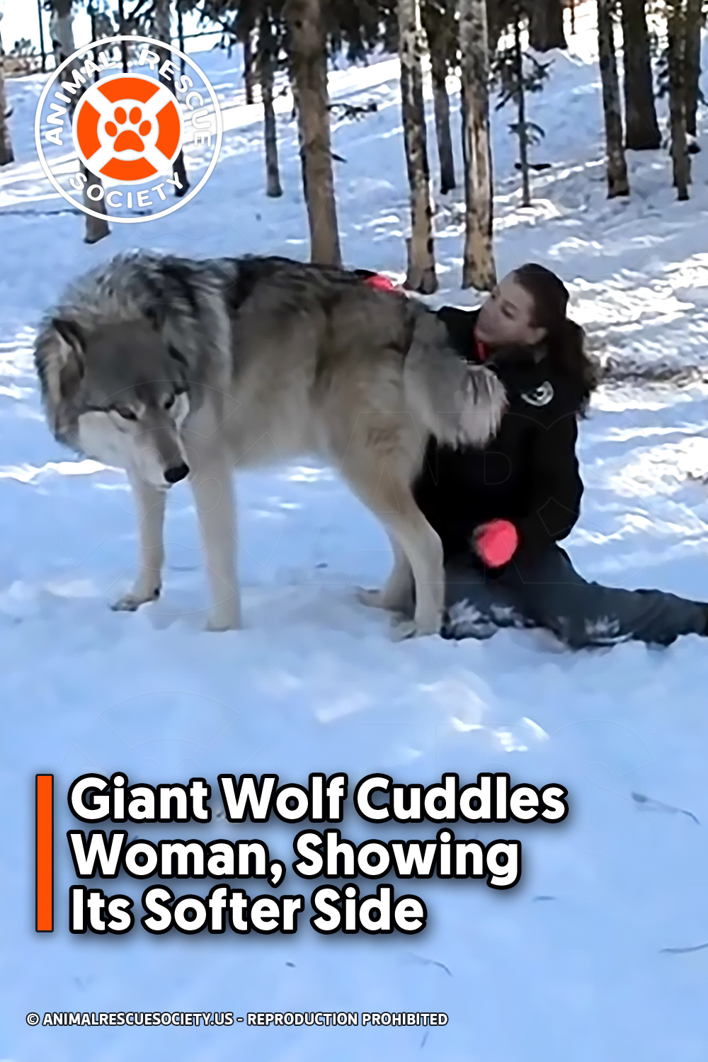 Giant Wolf Cuddles Woman, Showing Its Softer Side