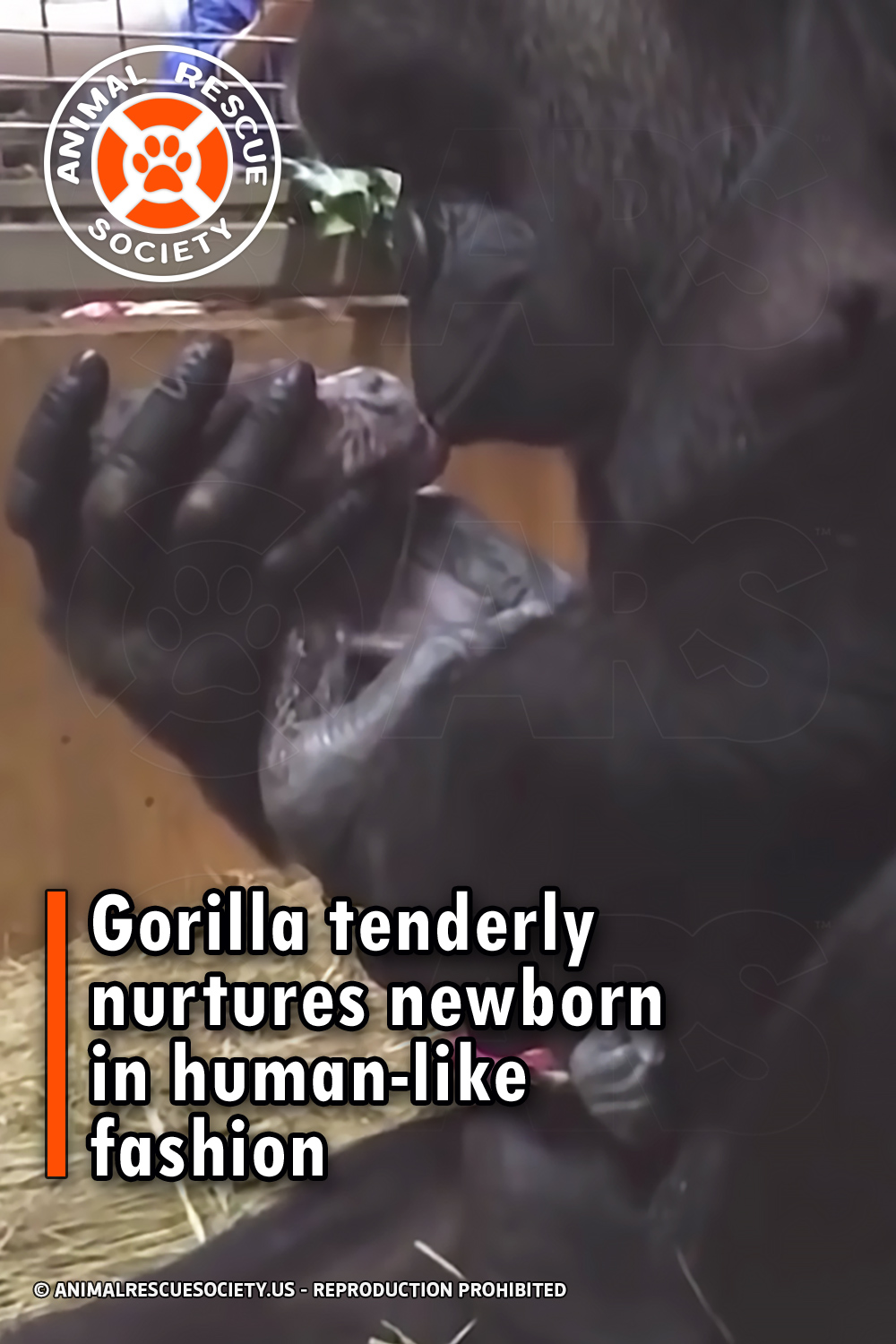 Gorilla tenderly nurtures newborn in human-like fashion