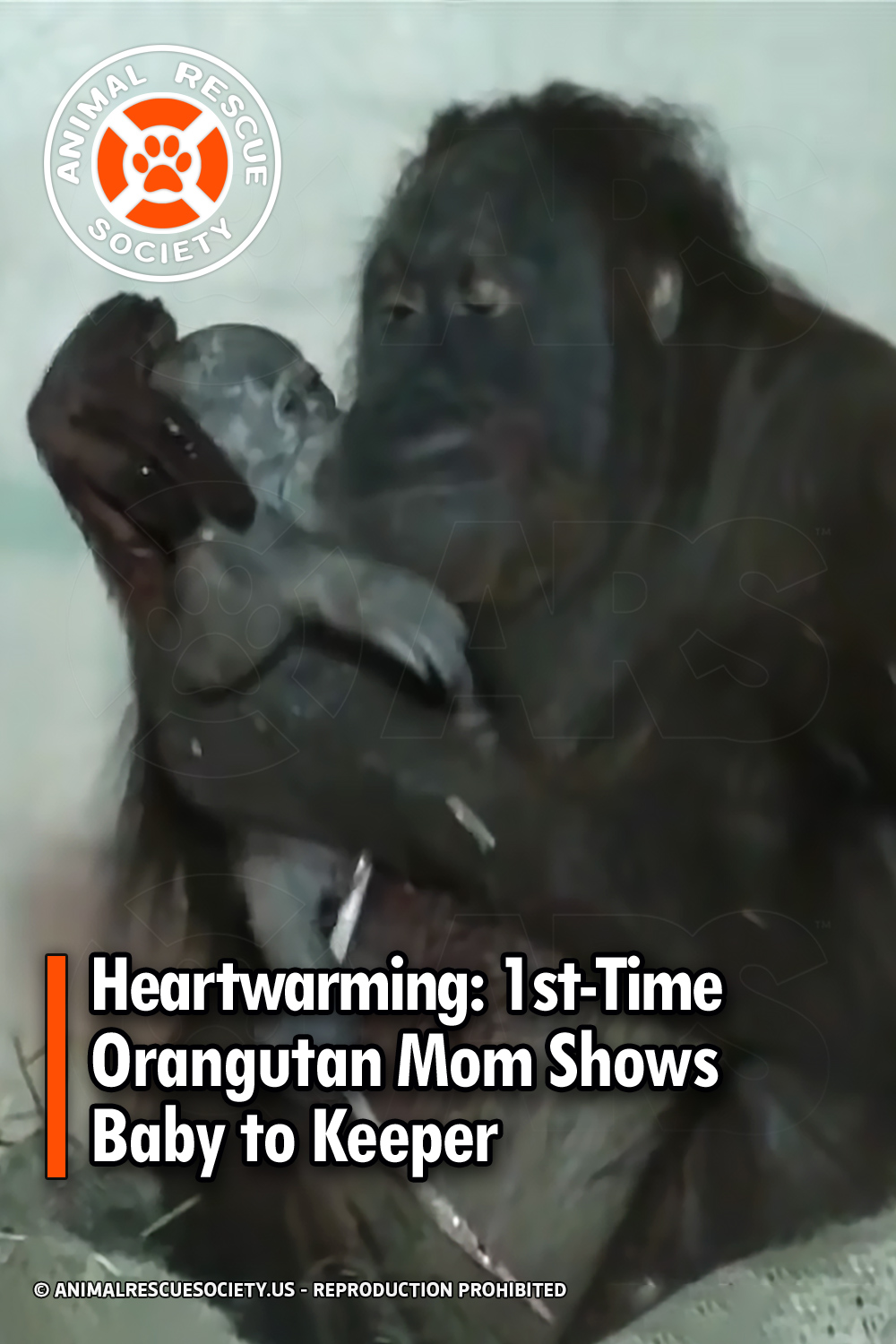 Heartwarming: 1st-Time Orangutan Mom Shows Baby to Keeper