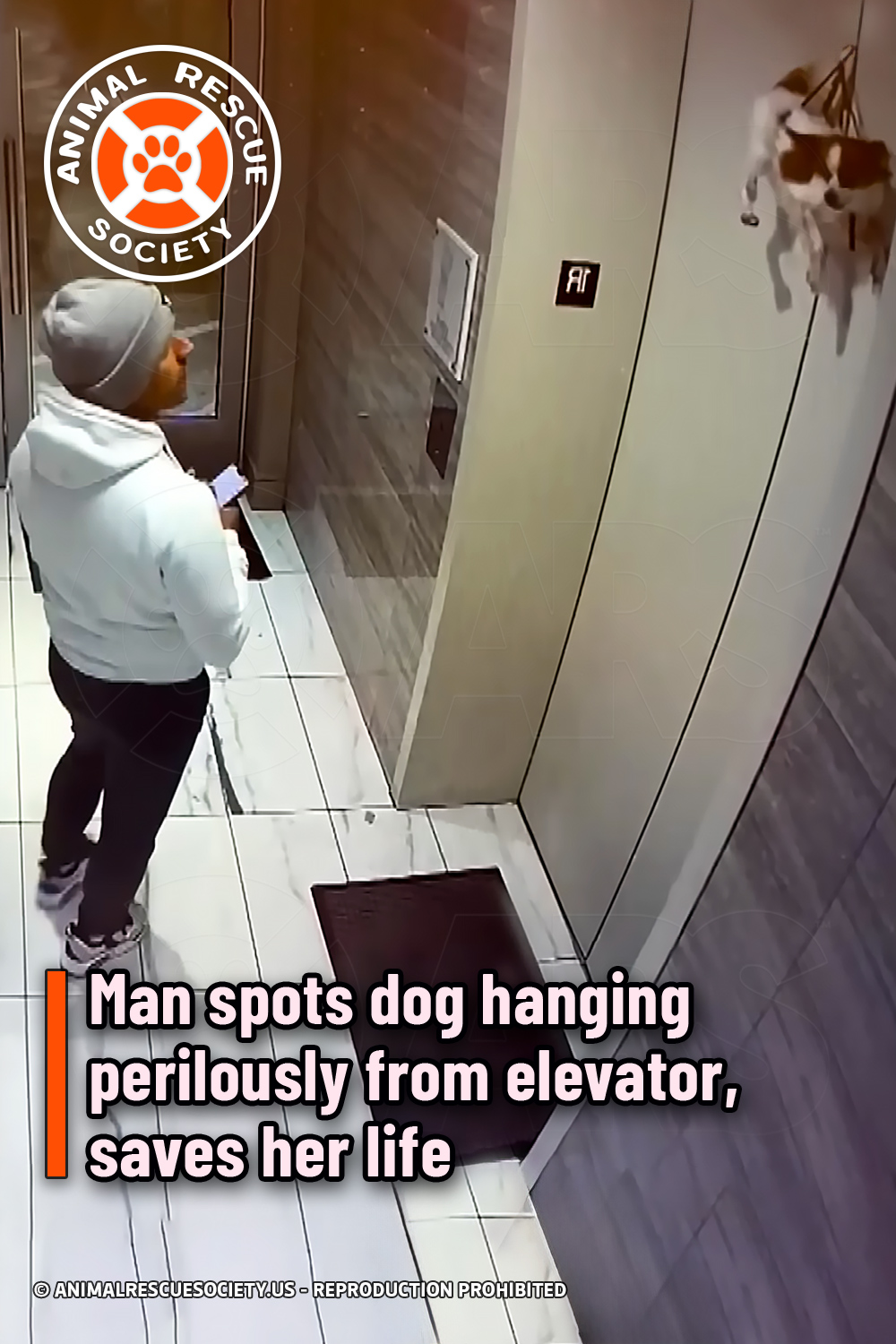 Man spots dog hanging perilously from elevator, saves her life