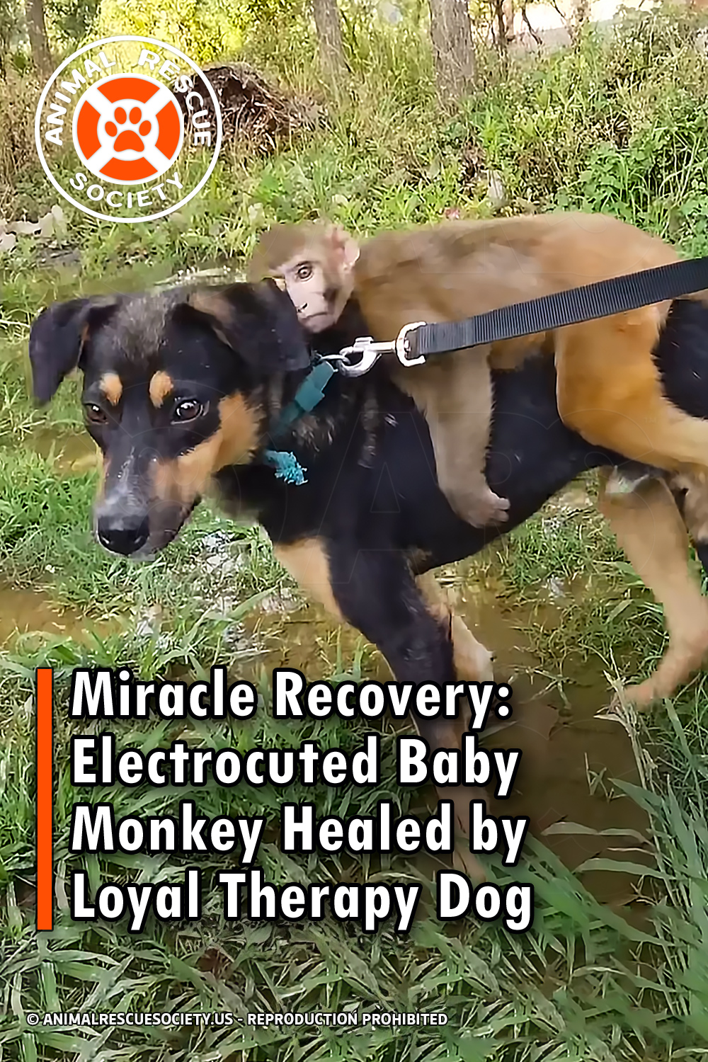 Miracle Recovery: Electrocuted Baby Monkey Healed by Loyal Therapy Dog
