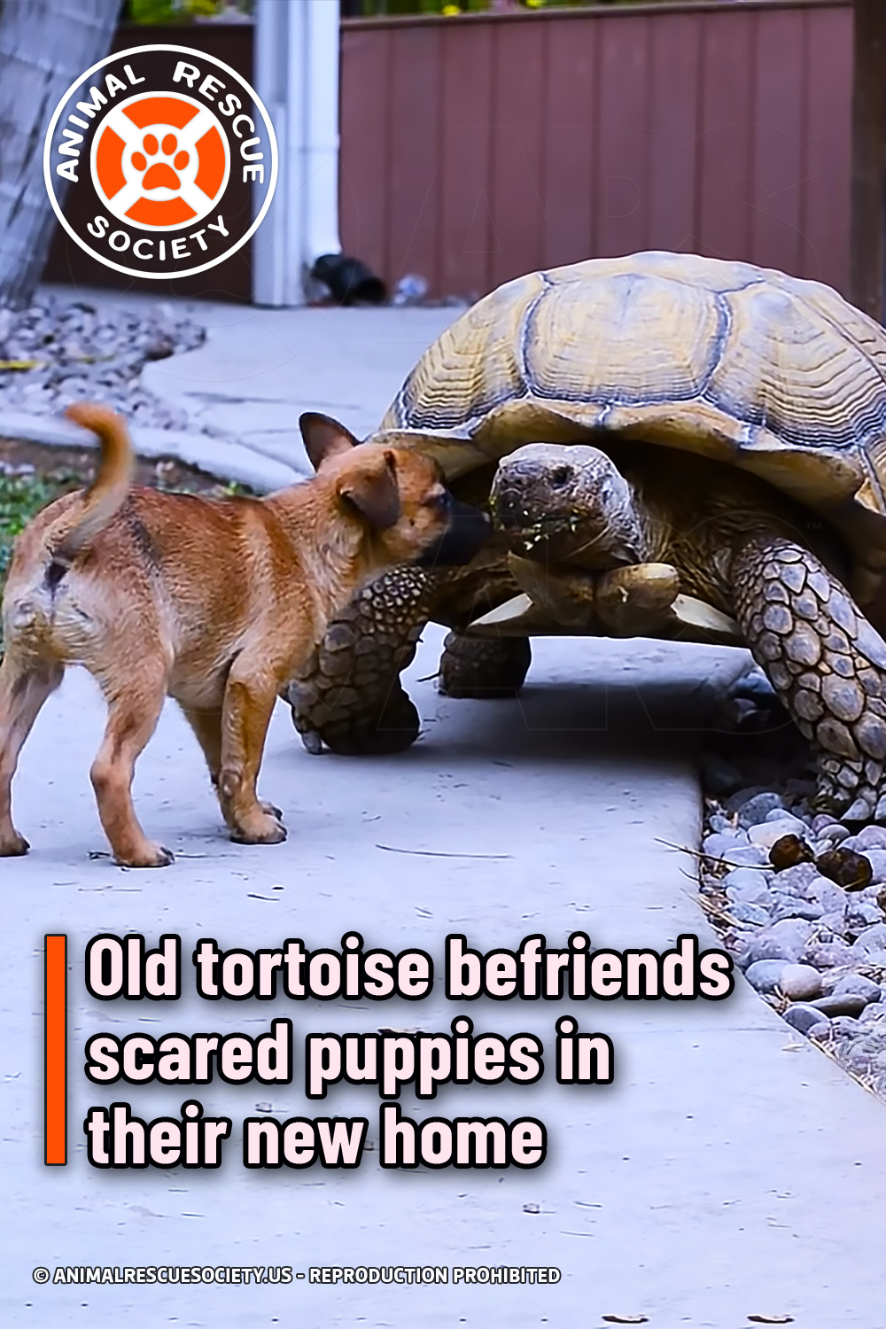 Old tortoise befriends scared puppies in their new home