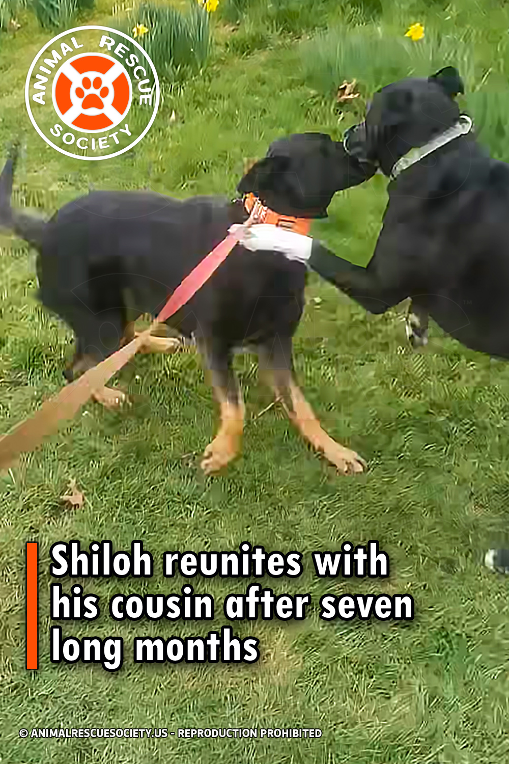 Shiloh reunites with his cousin after seven long months