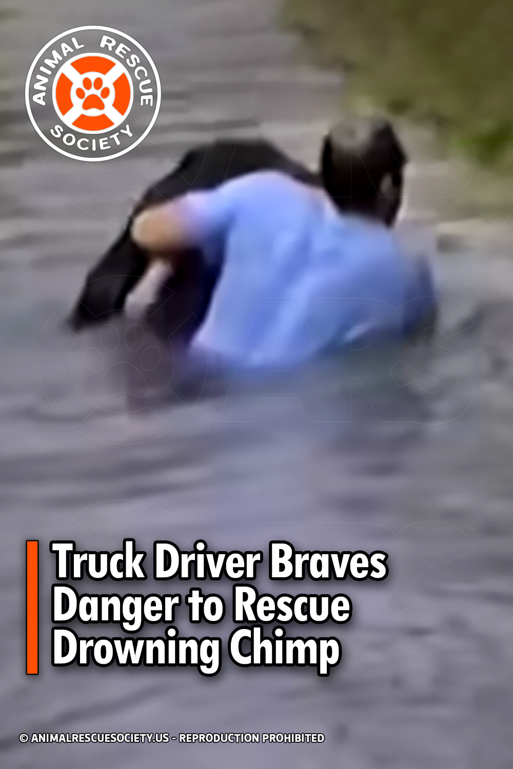 Truck Driver Braves Danger to Rescue Drowning Chimp
