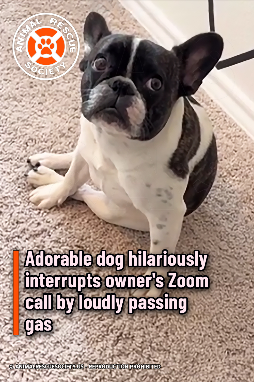 Adorable dog hilariously interrupts owner\'s Zoom call by loudly passing gas