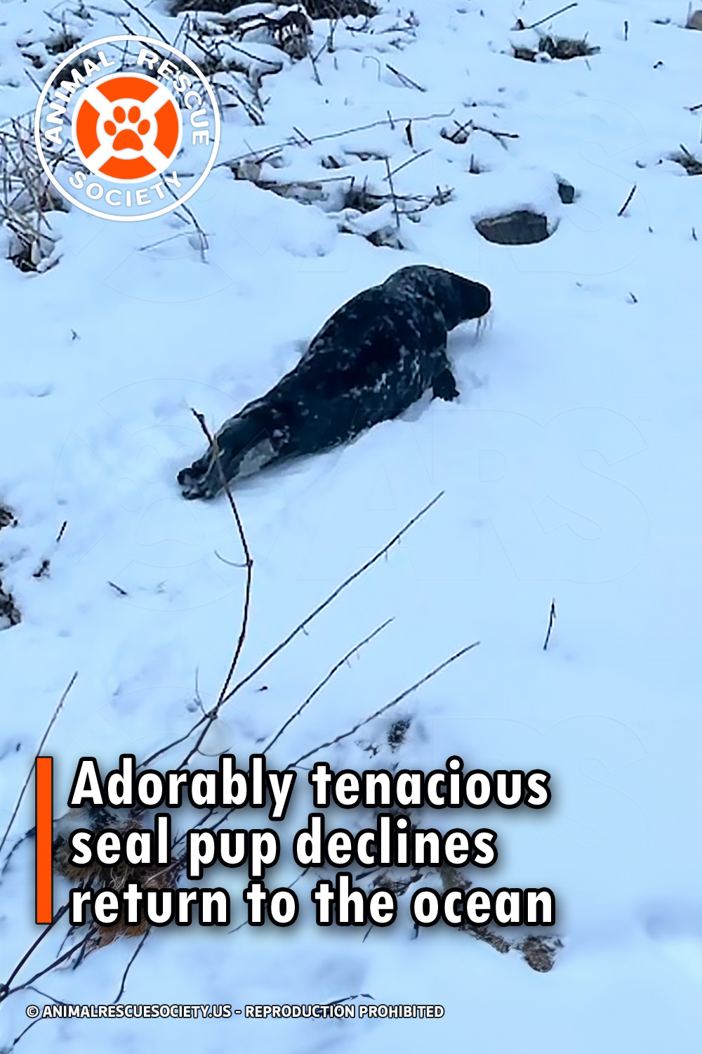 Adorably tenacious seal pup declines return to the ocean
