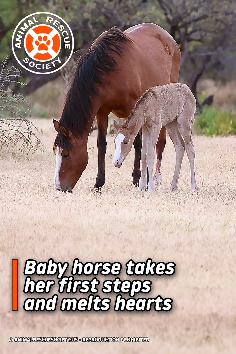 Baby horse takes her first steps and melts hearts