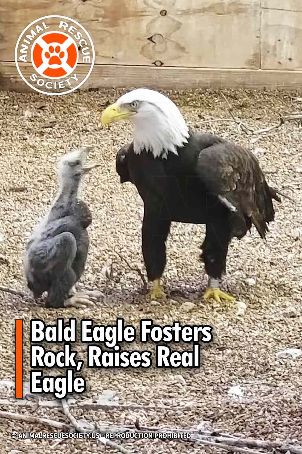 Bald Eagle Fosters Rock, Raises Real Eagle