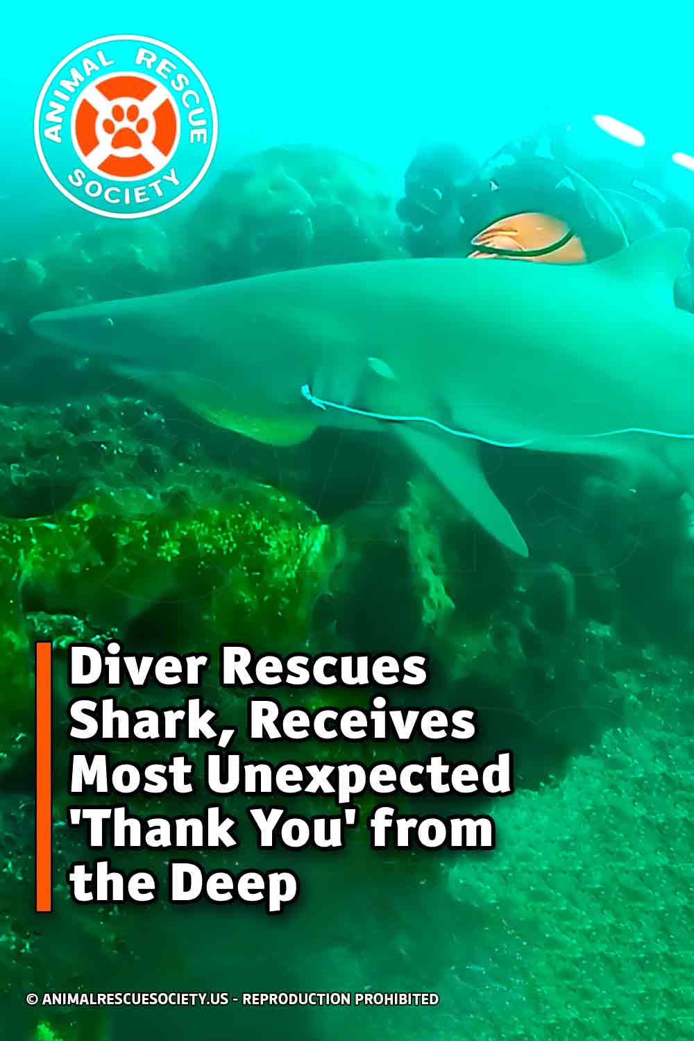 Diver Rescues Shark, Receives Most Unexpected \'Thank You\' from the Deep