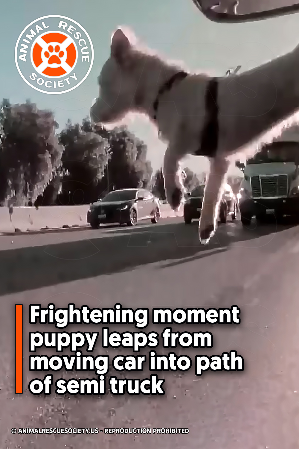 Frightening moment puppy leaps from moving car into path of semi truck