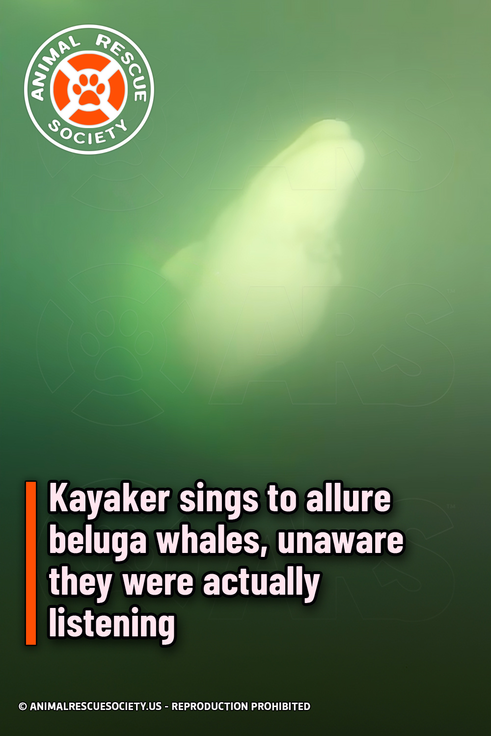 Kayaker sings to allure beluga whales, unaware they were actually listening