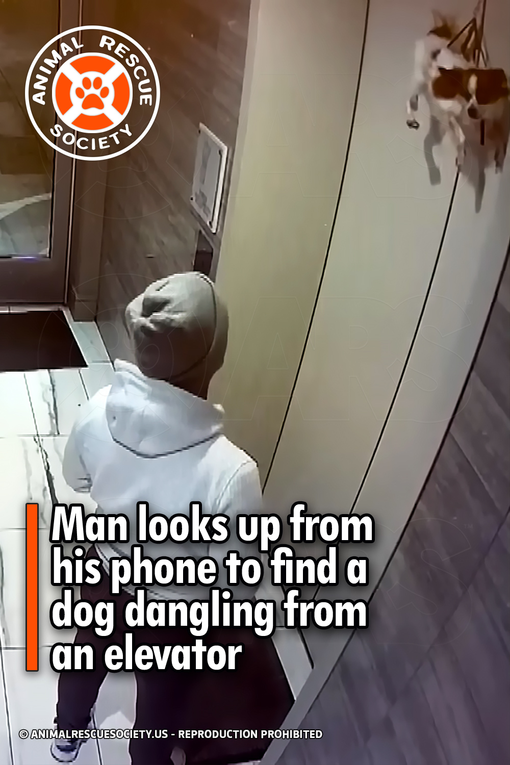 Man looks up from his phone to find a dog dangling from an elevator