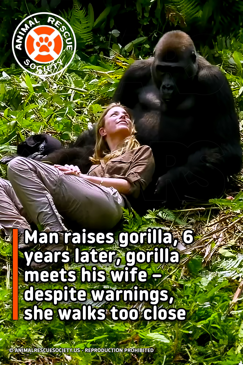 Man raises gorilla, 6 years later, gorilla meets his wife – despite warnings, she walks too close