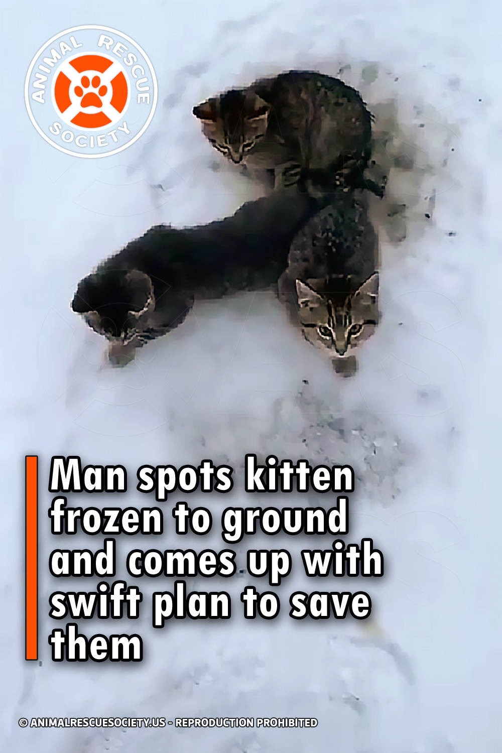 Man spots kitten frozen to ground and comes up with swift plan to save them