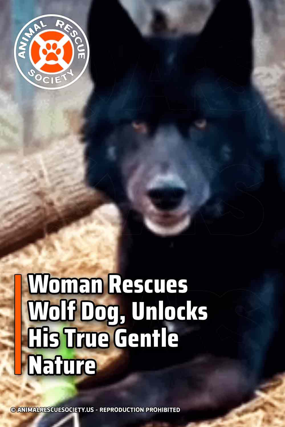 Woman Rescues Wolf Dog, Unlocks His True Gentle Nature