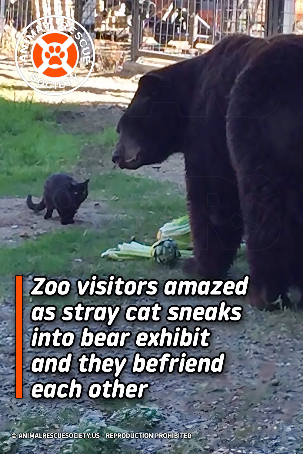 Zoo visitors amazed as stray cat sneaks into bear exhibit and they befriend each other