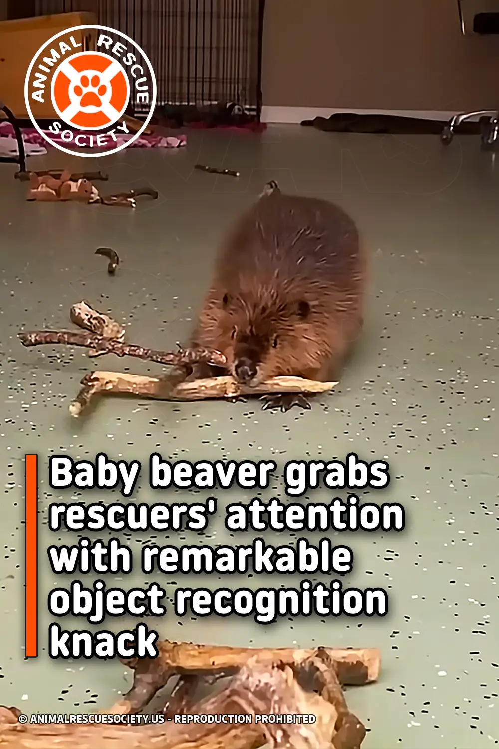 Baby beaver grabs rescuers\' attention with remarkable object recognition knack