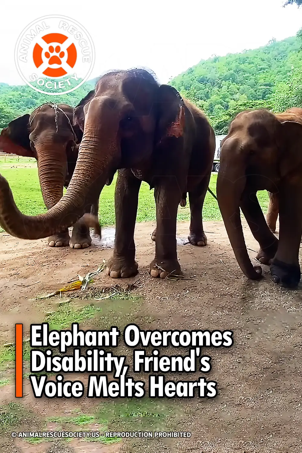 Elephant Overcomes Disability, Friend\'s Voice Melts Hearts