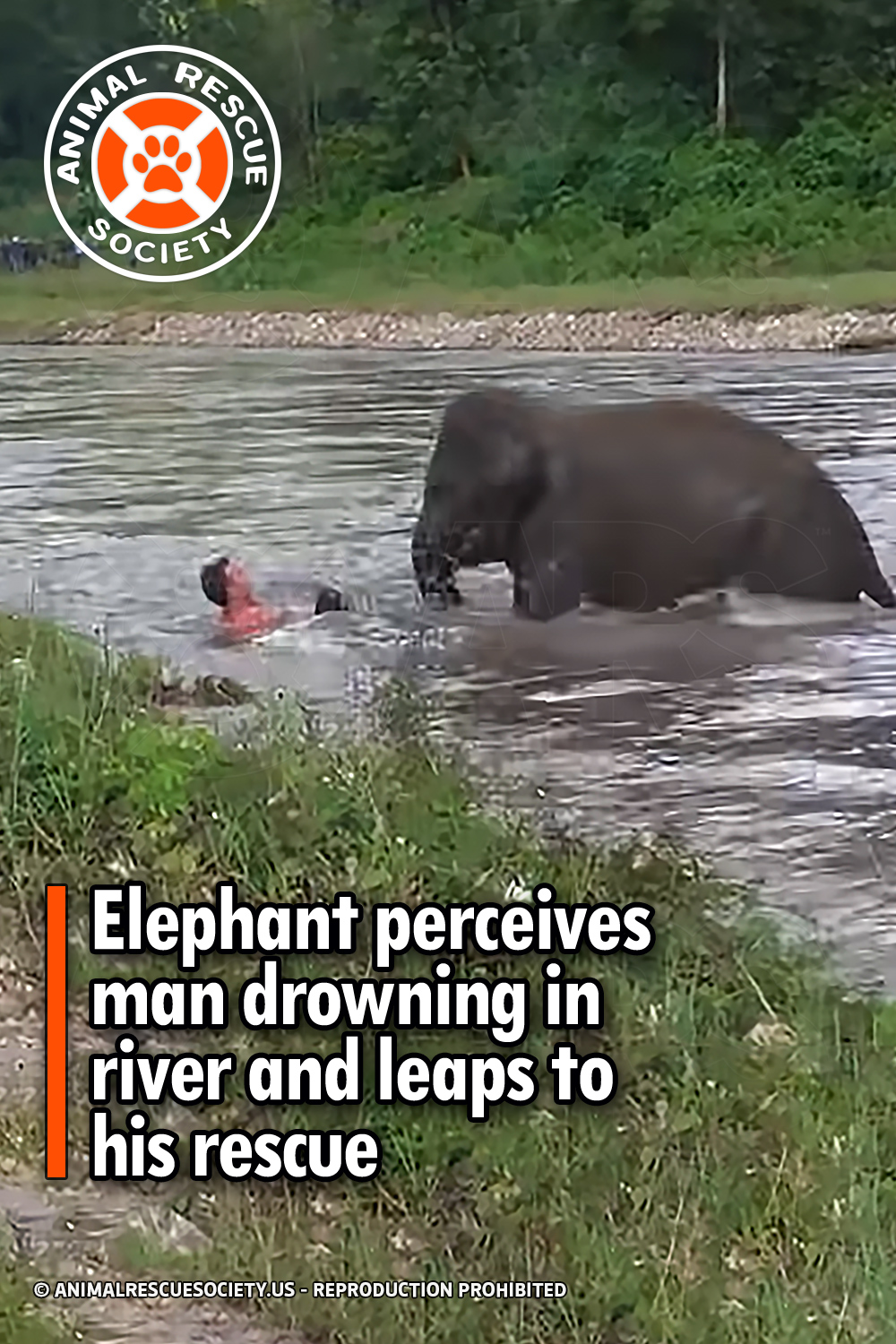 Elephant perceives man drowning in river and leaps to his rescue