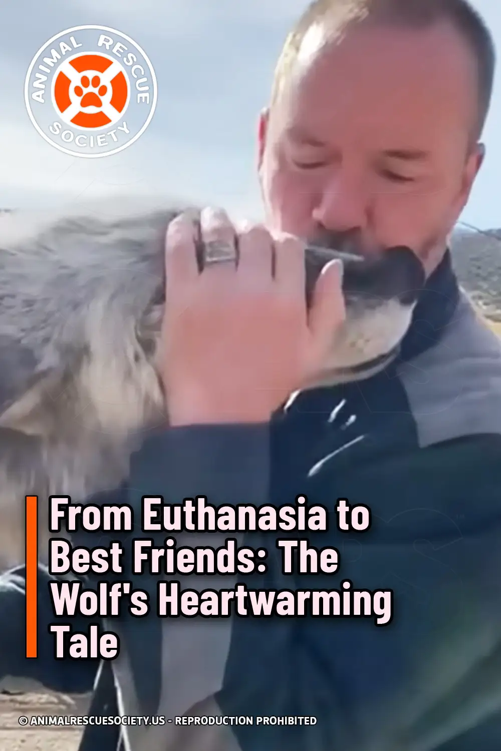 From Euthanasia to Best Friends: The Wolf\'s Heartwarming Tale