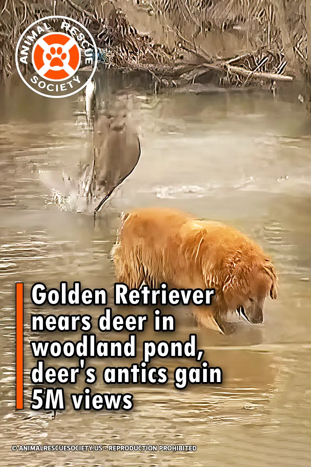 Golden Retriever nears deer in woodland pond, deer\'s antics gain 5M views