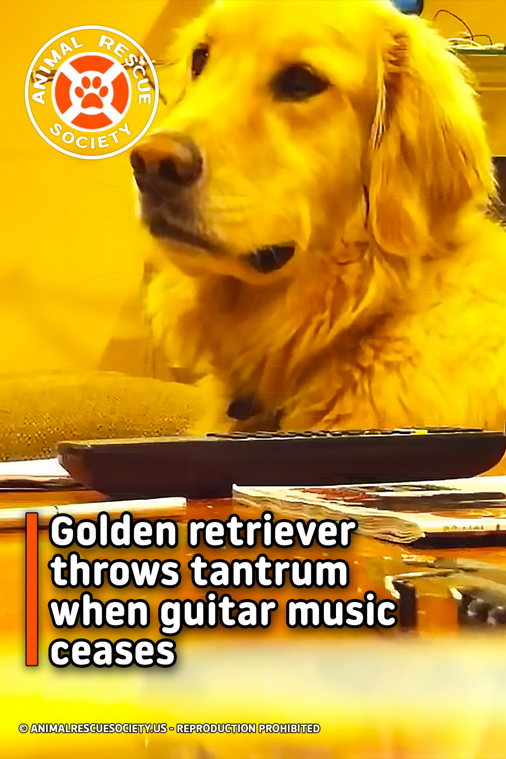Golden retriever throws tantrum when guitar music ceases