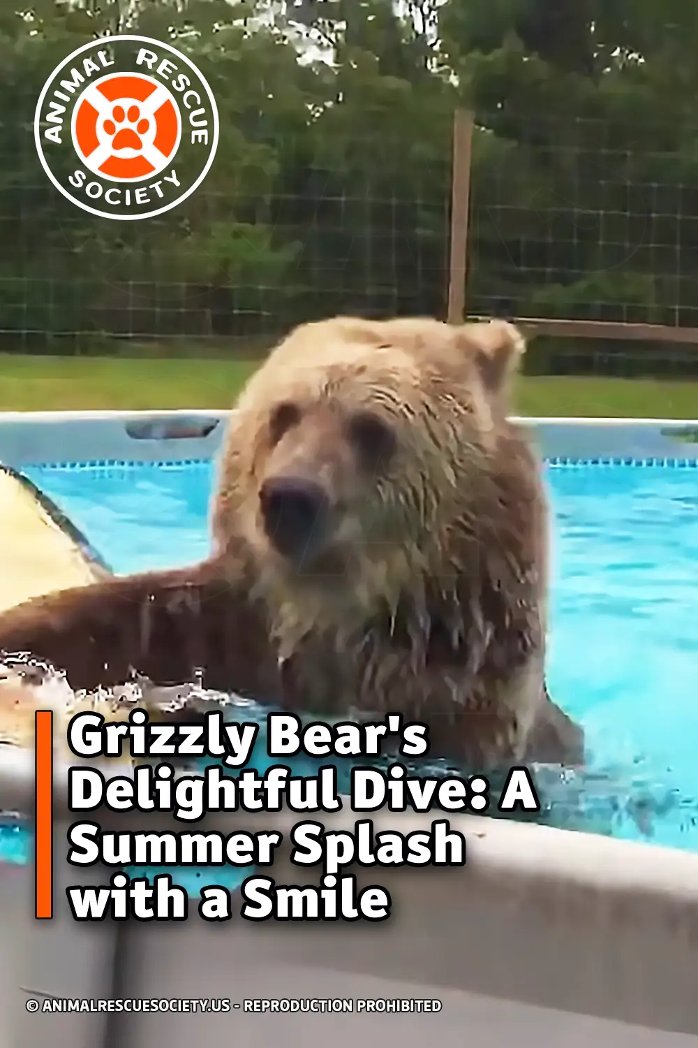 Grizzly Bear\'s Delightful Dive: A Summer Splash with a Smile