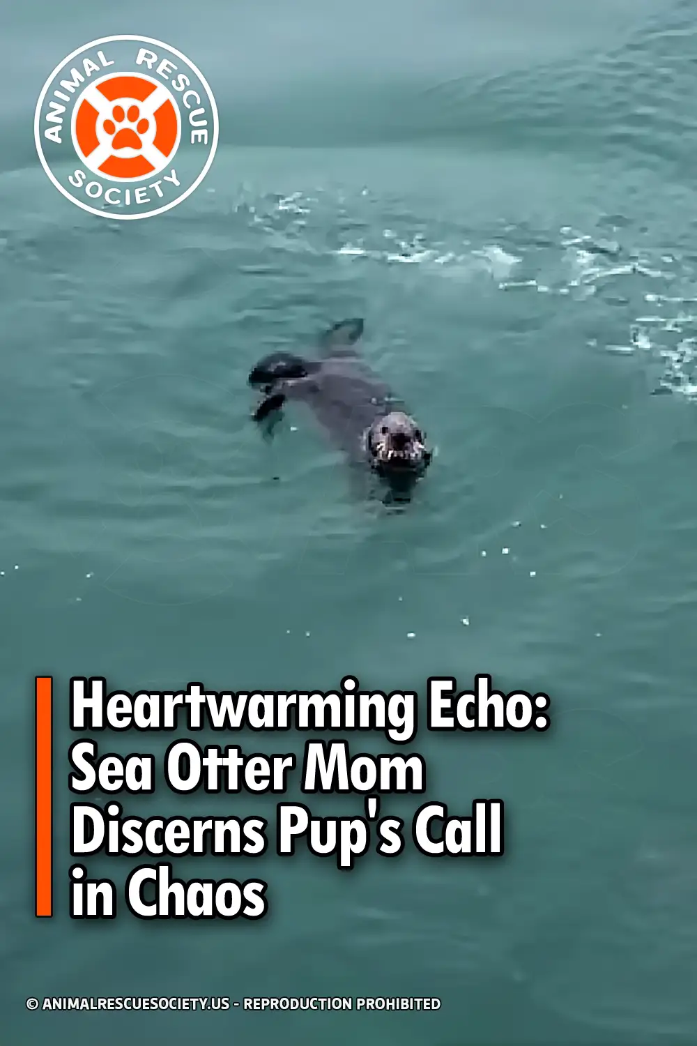 Heartwarming Echo: Sea Otter Mom Discerns Pup\'s Call in Chaos