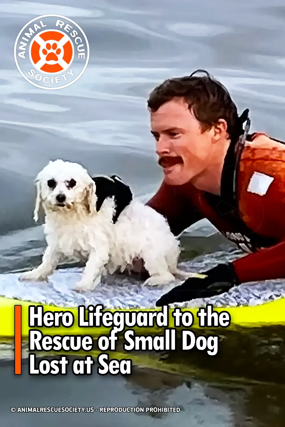 Hero Lifeguard to the Rescue of Small Dog Lost at Sea
