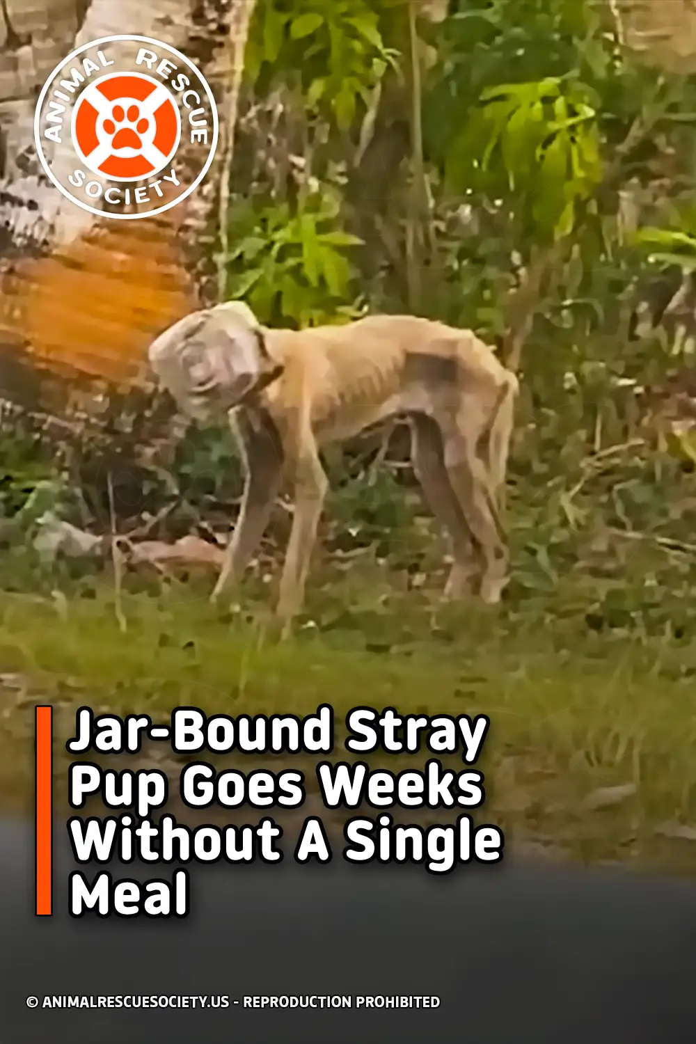 Jar-Bound Stray Pup Goes Weeks Without A Single Meal