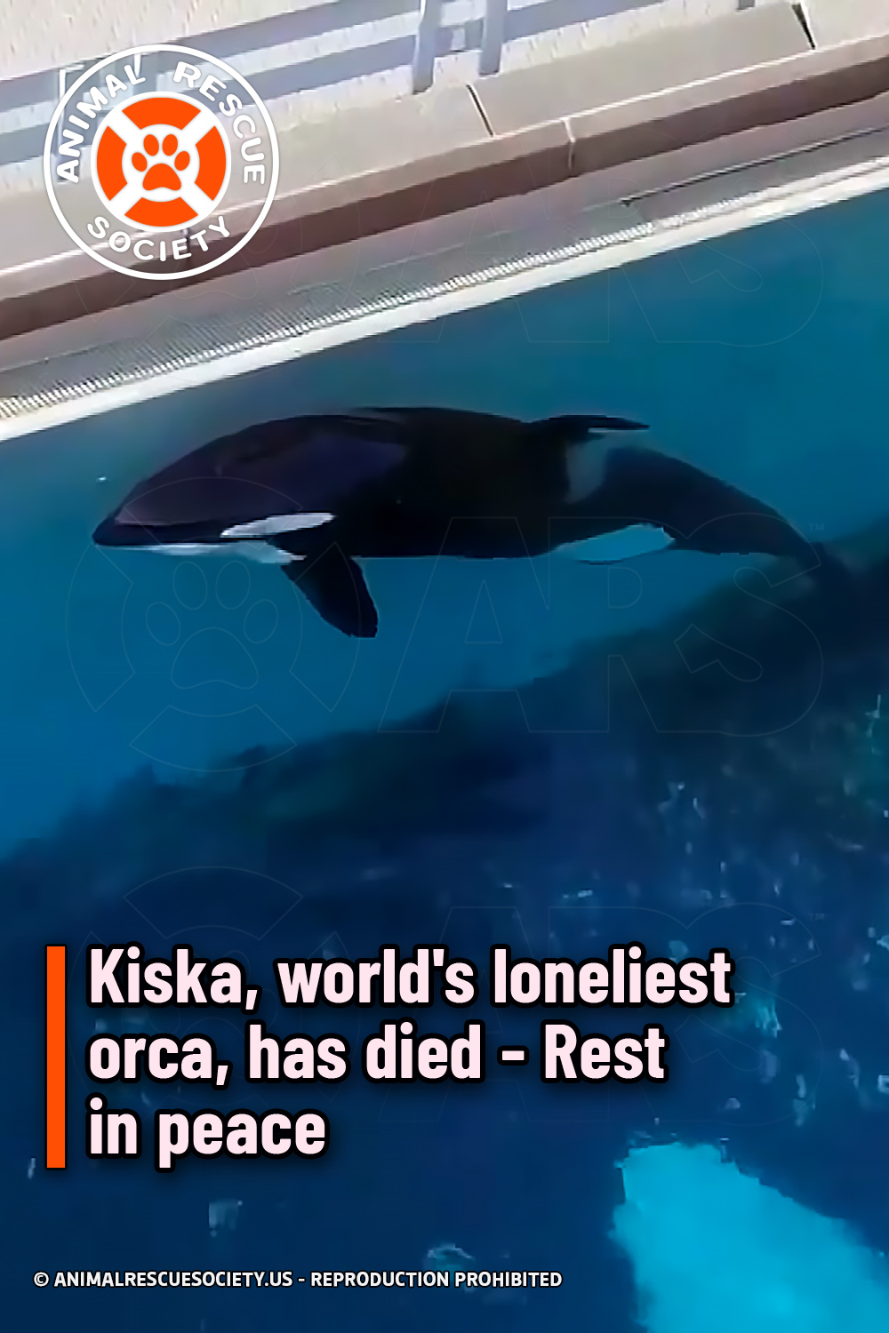 Kiska, world\'s loneliest orca, has died - Rest in peace