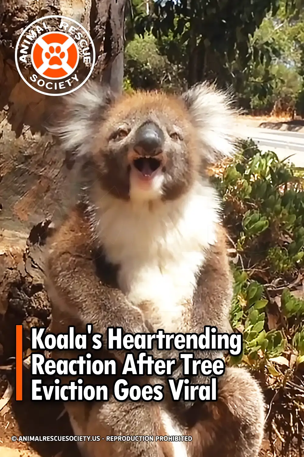 Koala\'s Heartrending Reaction After Tree Eviction Goes Viral