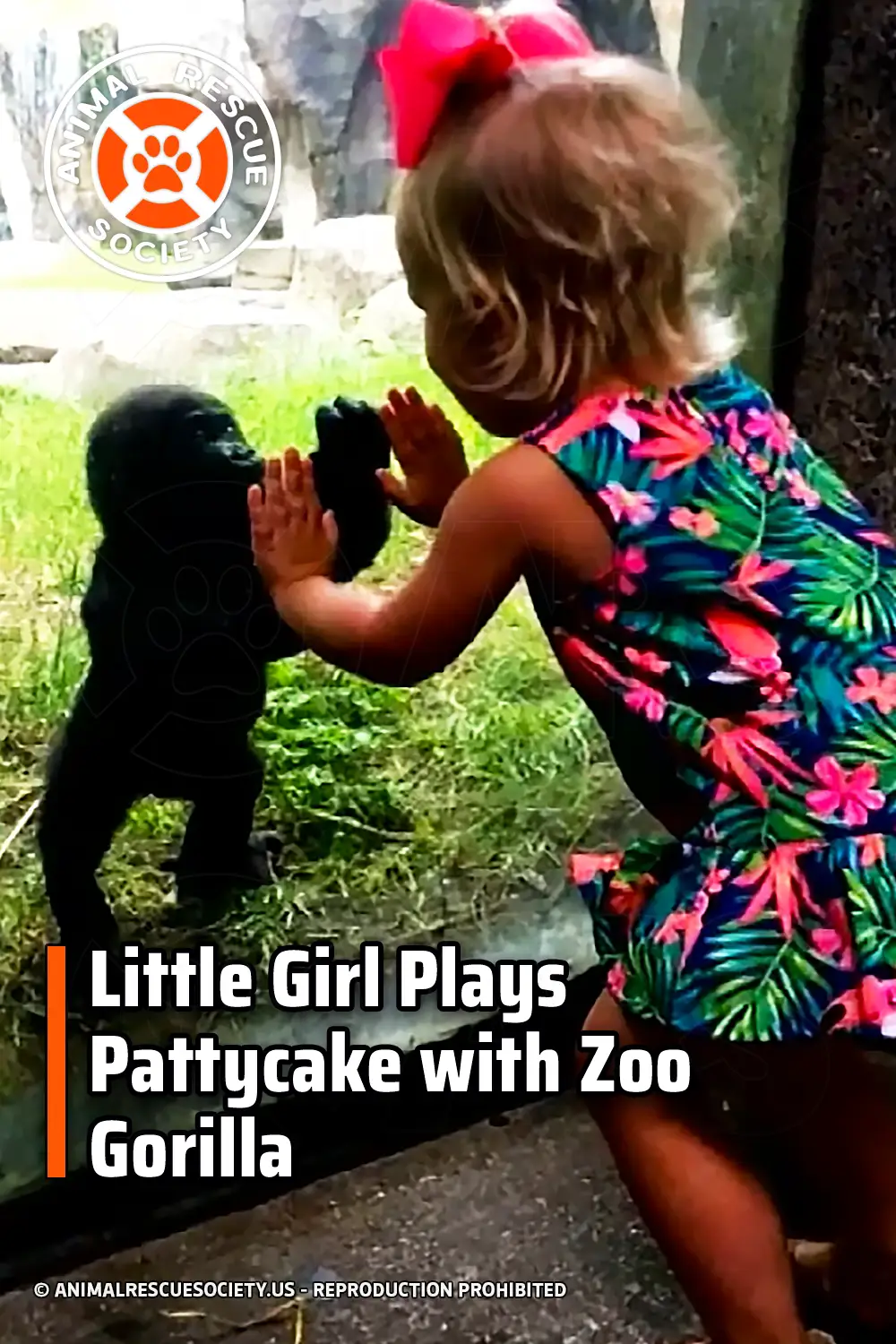 Little Girl Plays Pattycake with Zoo Gorilla