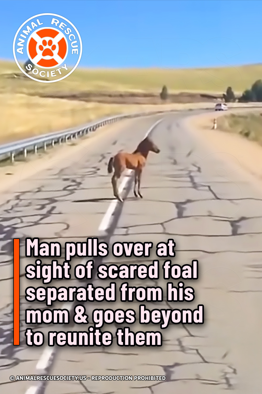 Man pulls over at sight of scared foal separated from his mom & goes beyond to reunite them