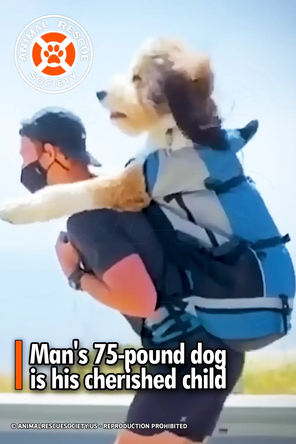 Man\'s 75-pound dog is his cherished child