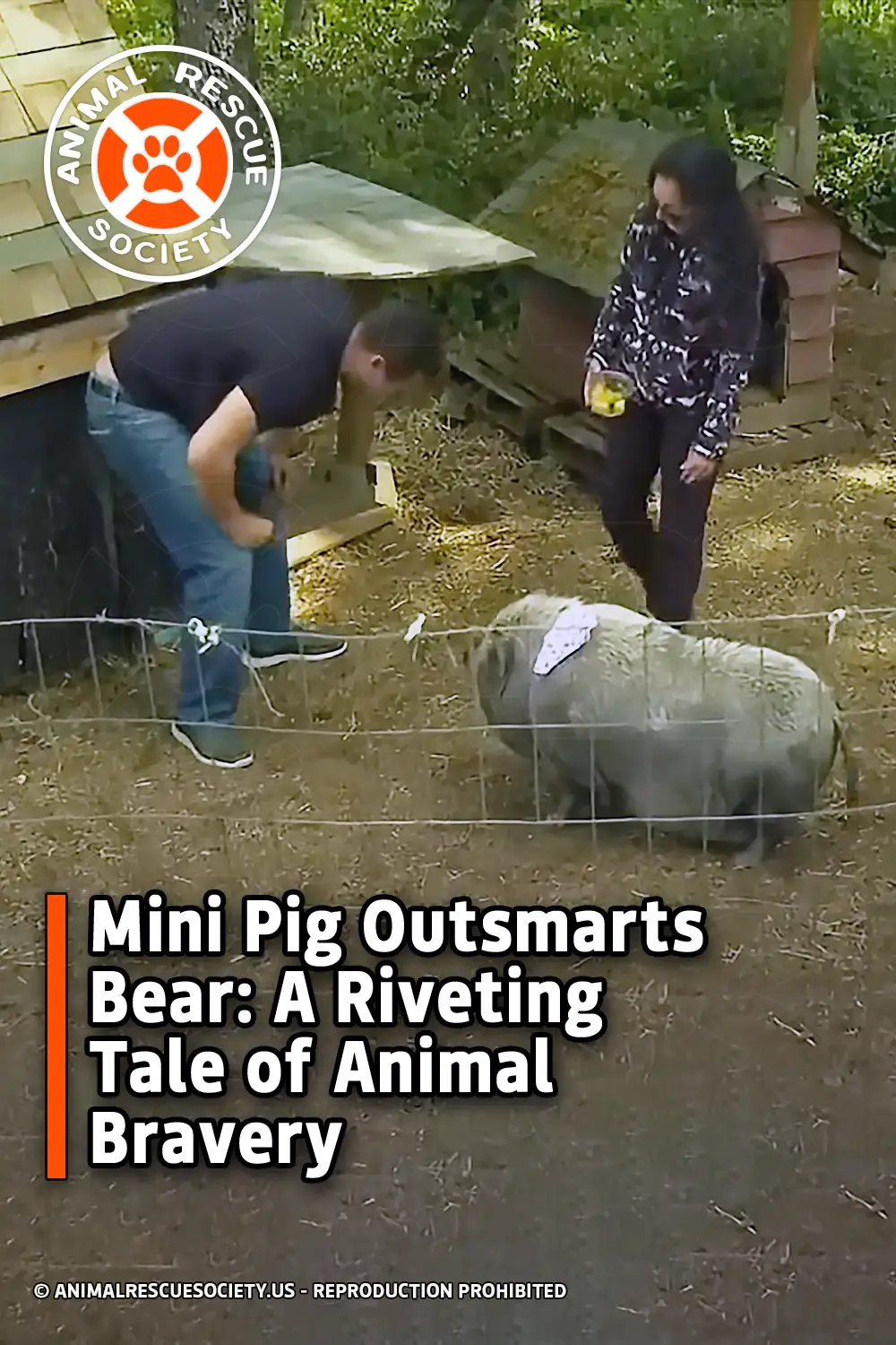 Mini Pig Outsmarts Bear: A Riveting Tale of Animal Bravery