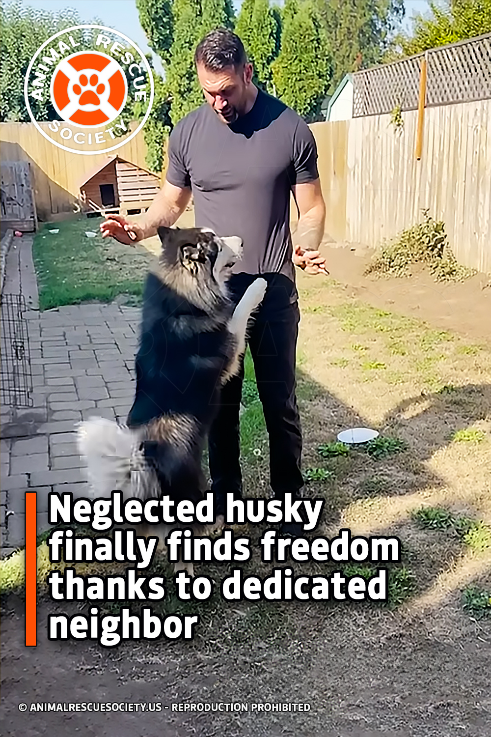 Neglected husky finally finds freedom thanks to dedicated neighbor